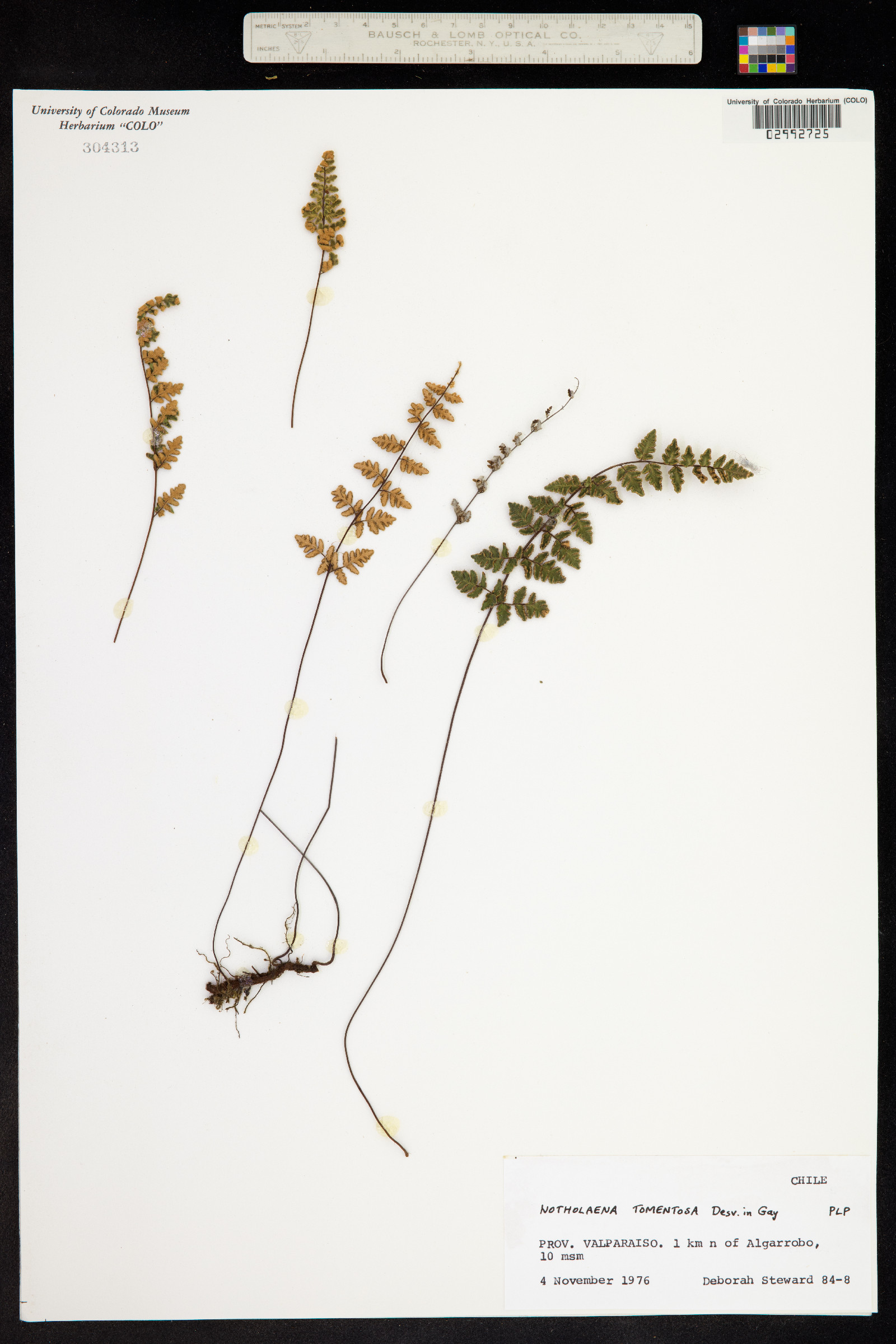 Cheilanthes tomentosa image