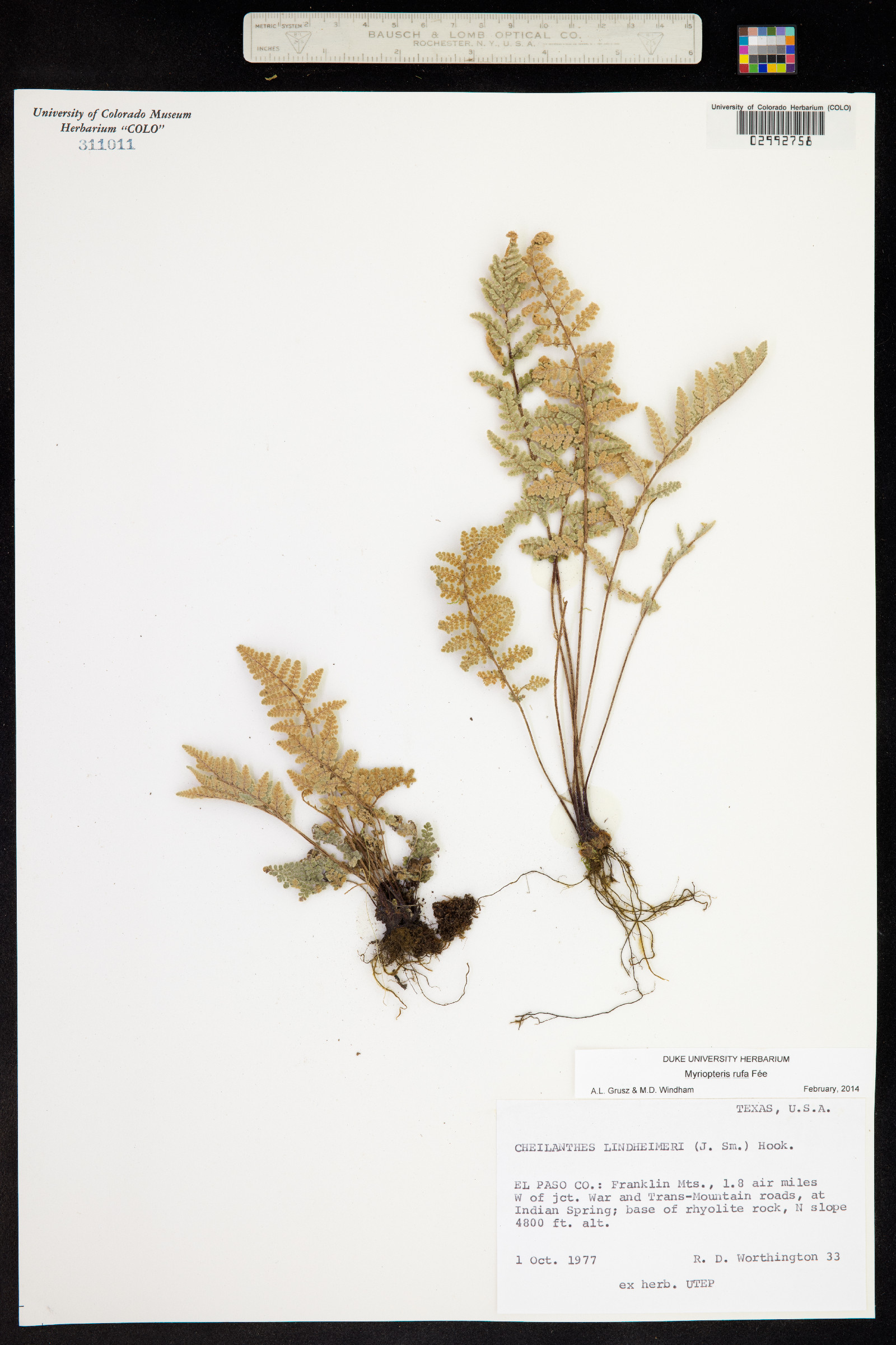 Cheilanthes lindheimeri image
