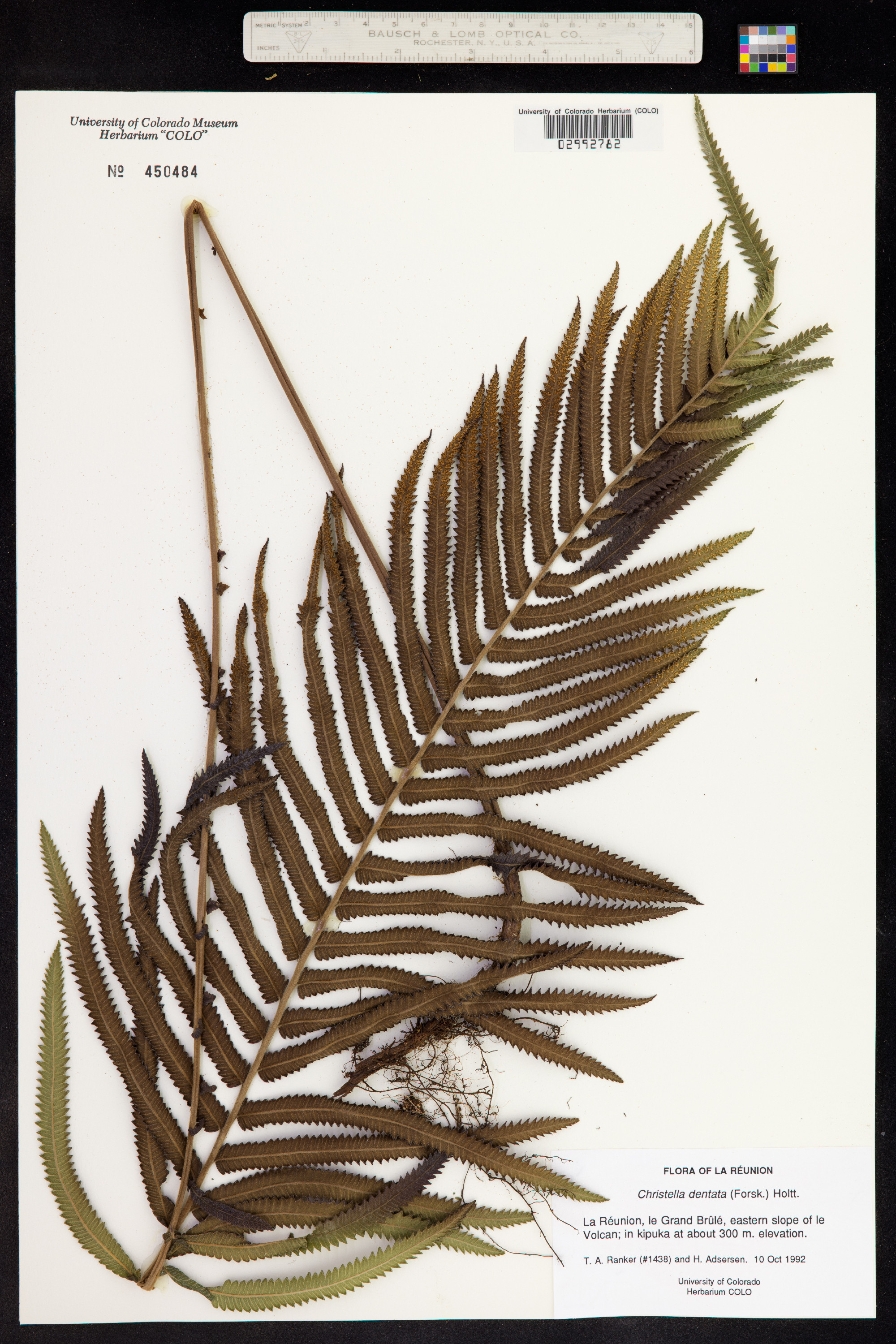 Cyclosorus dentatus image