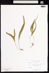 Image of Cheiroglossa palmata
