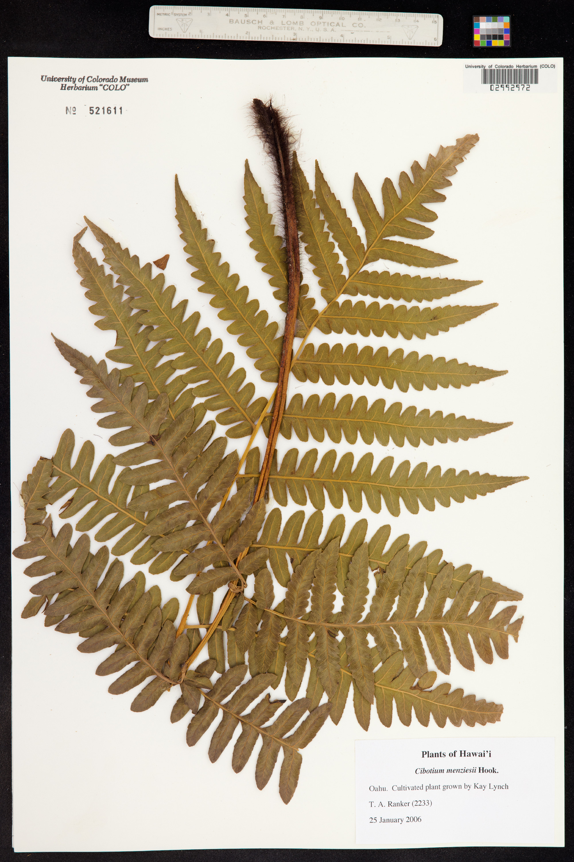 Cibotiaceae image