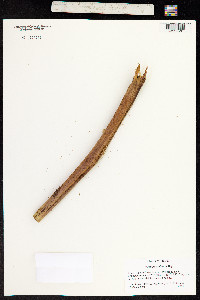 Image of Cibotium nealiae