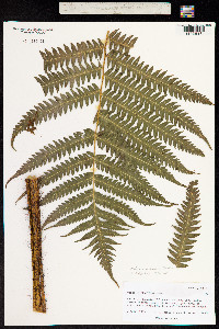 Image of Cibotium menziesii