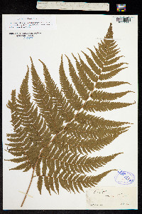 Image of Cibotium regale