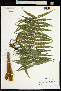 Image of Cibotium barometz