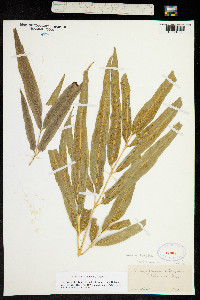 Coniogramme japonica image