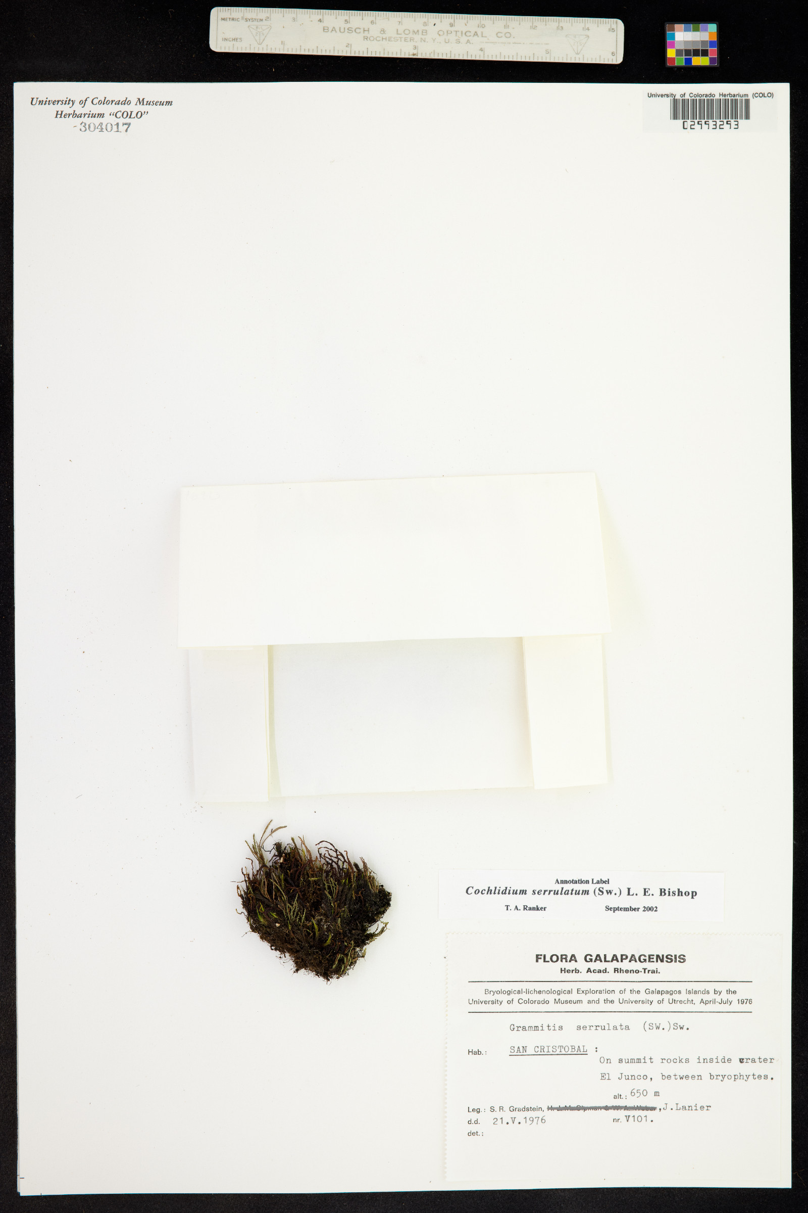 Cochlidium serrulatum image