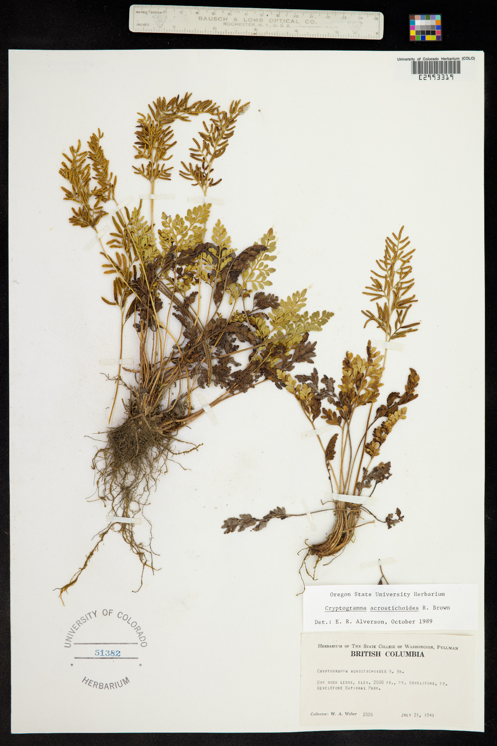 Cryptogramma image
