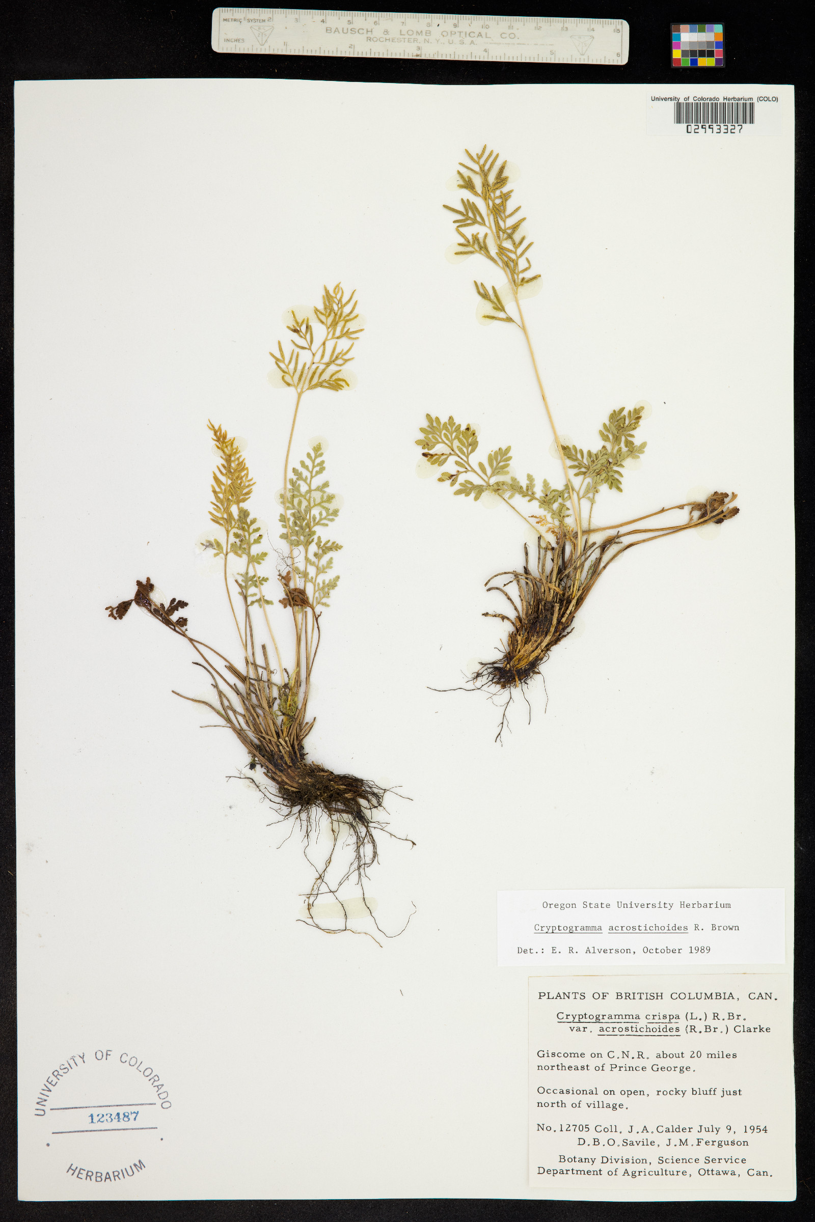 Cryptogramma acrostichoides image