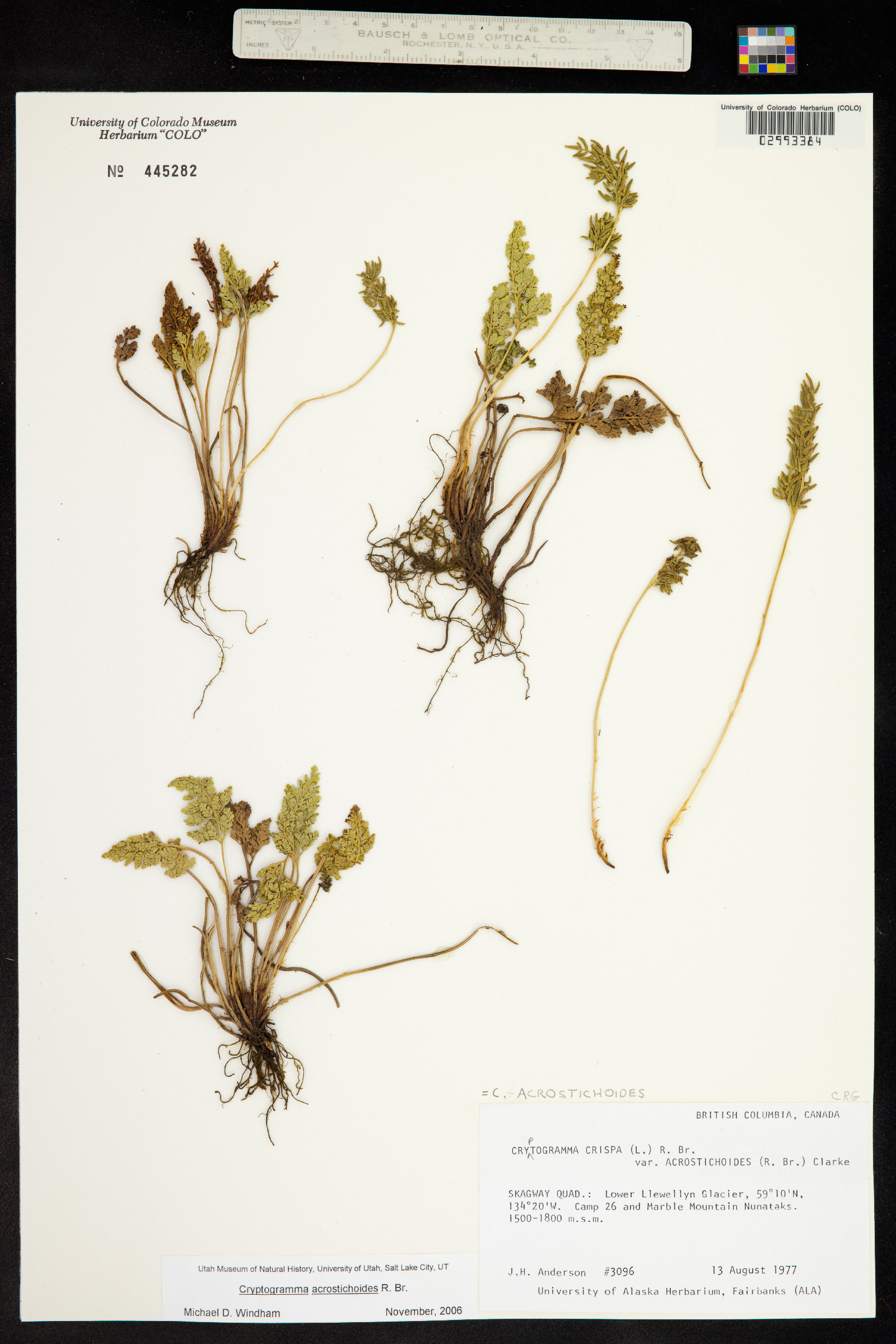 Cryptogramma acrostichoides image