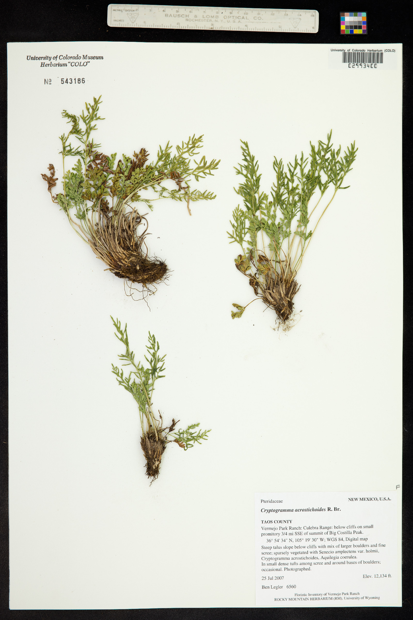 Cryptogramma acrostichoides image
