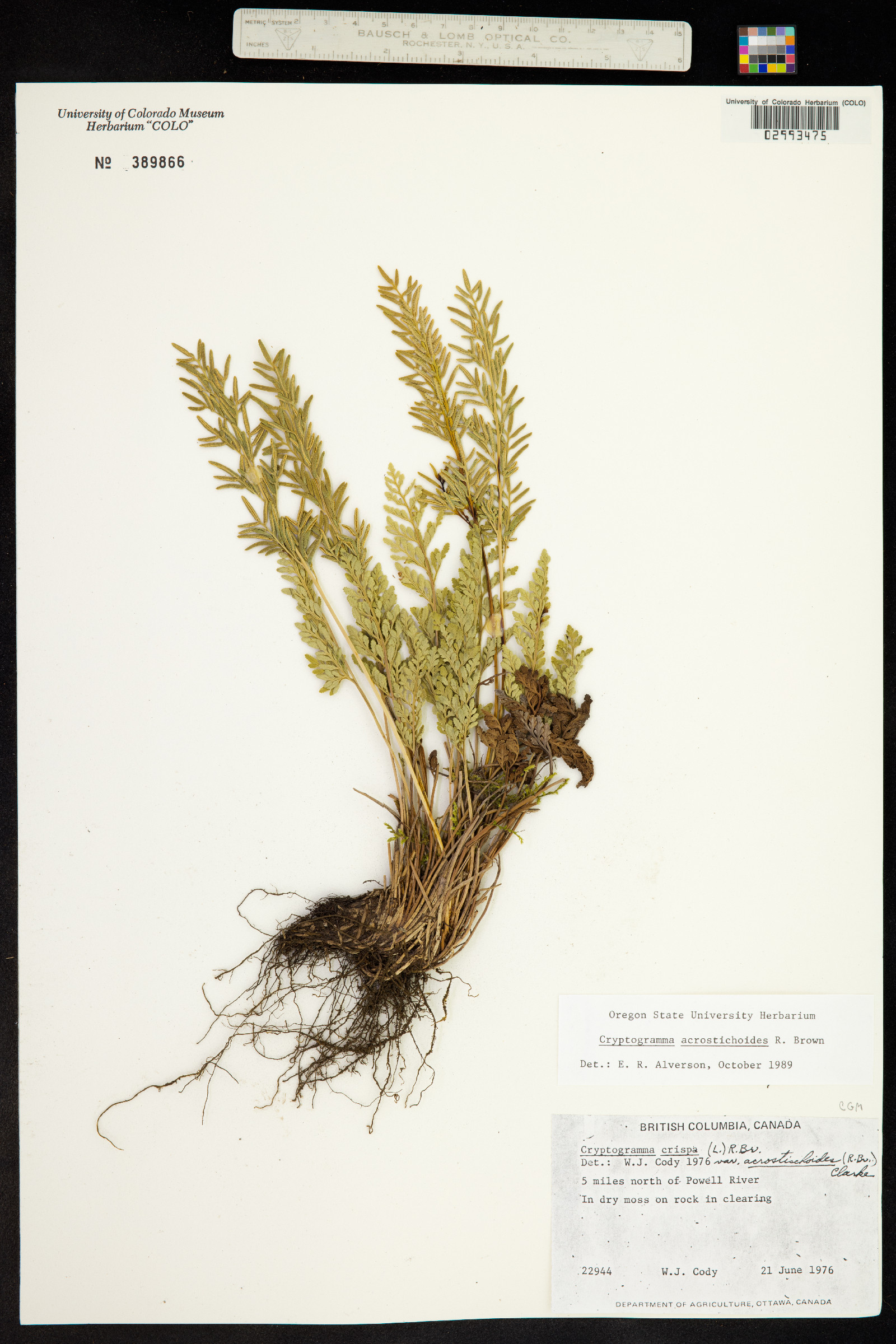 Cryptogramma acrostichoides image