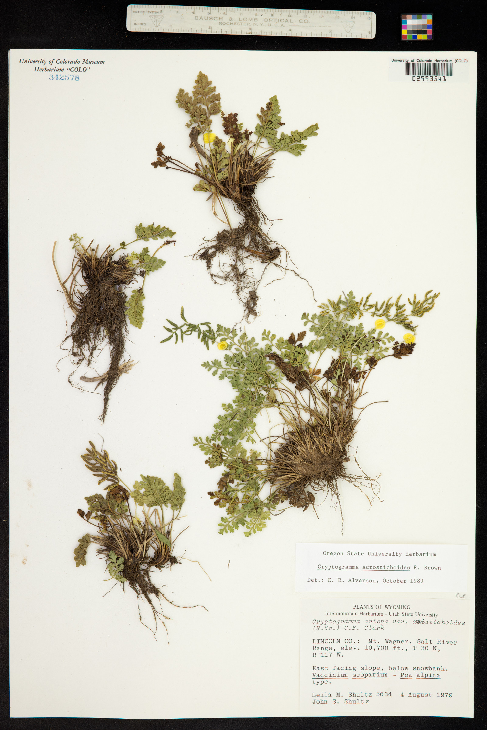 Pteridaceae image