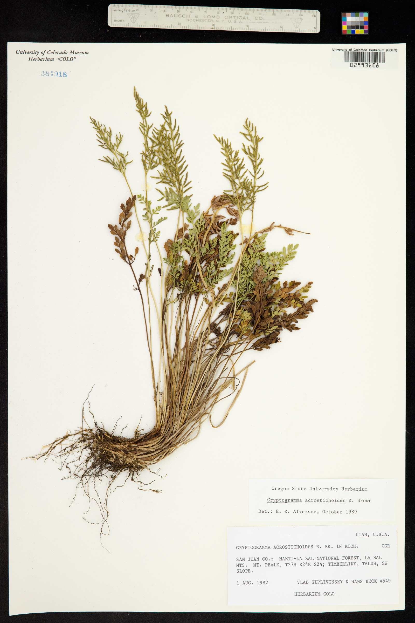 Cryptogramma acrostichoides image