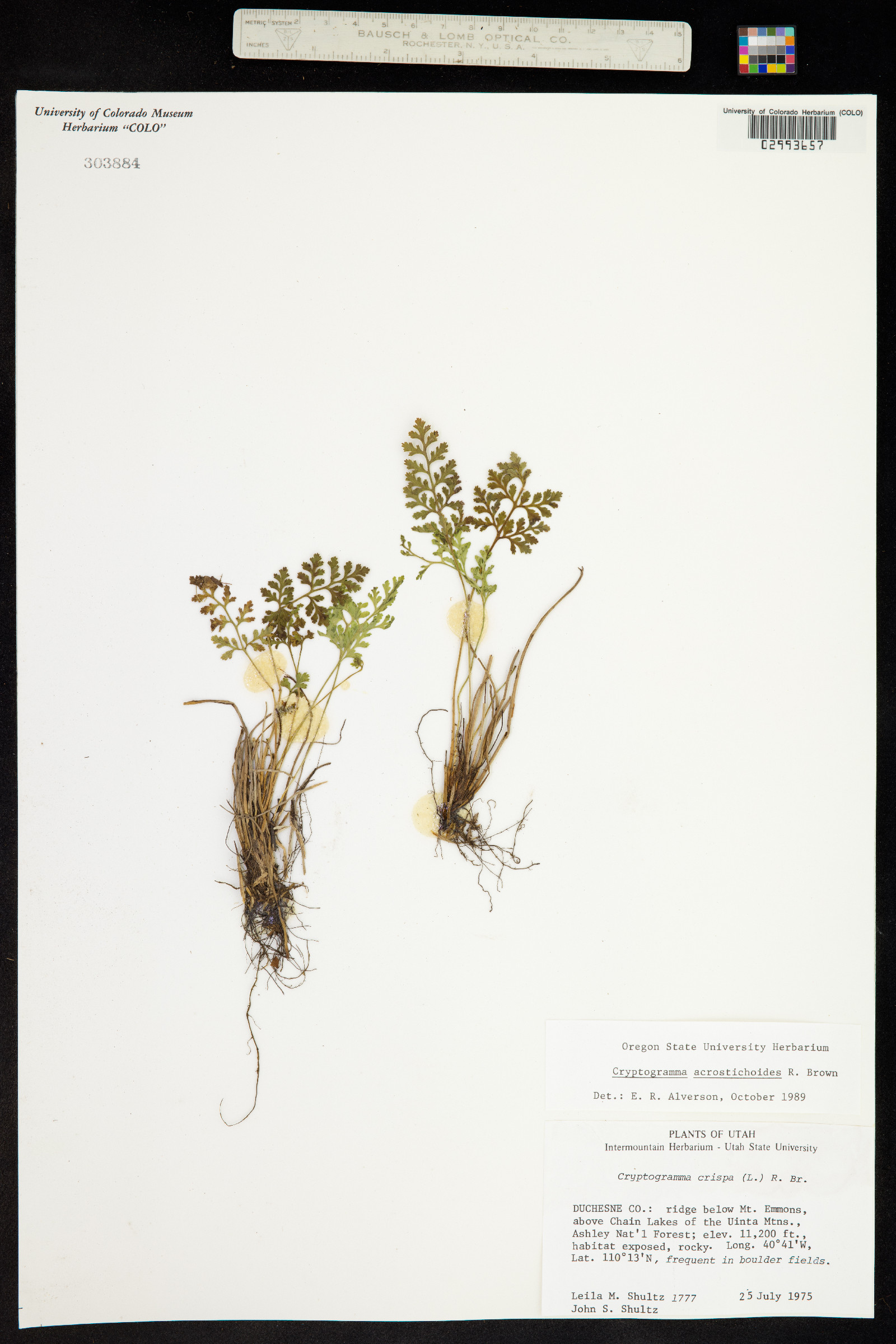 Cryptogramma acrostichoides image