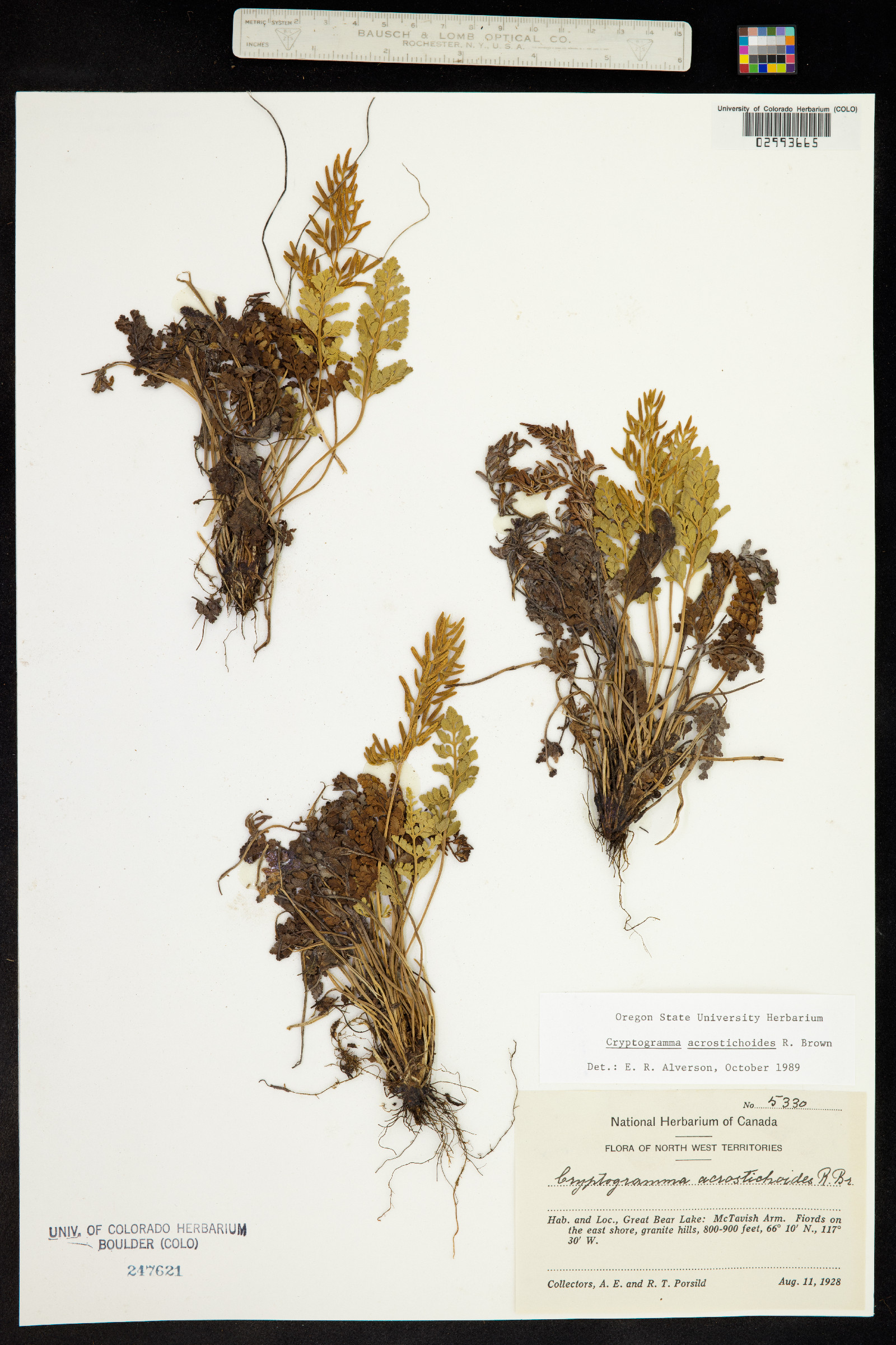 Cryptogramma acrostichoides image