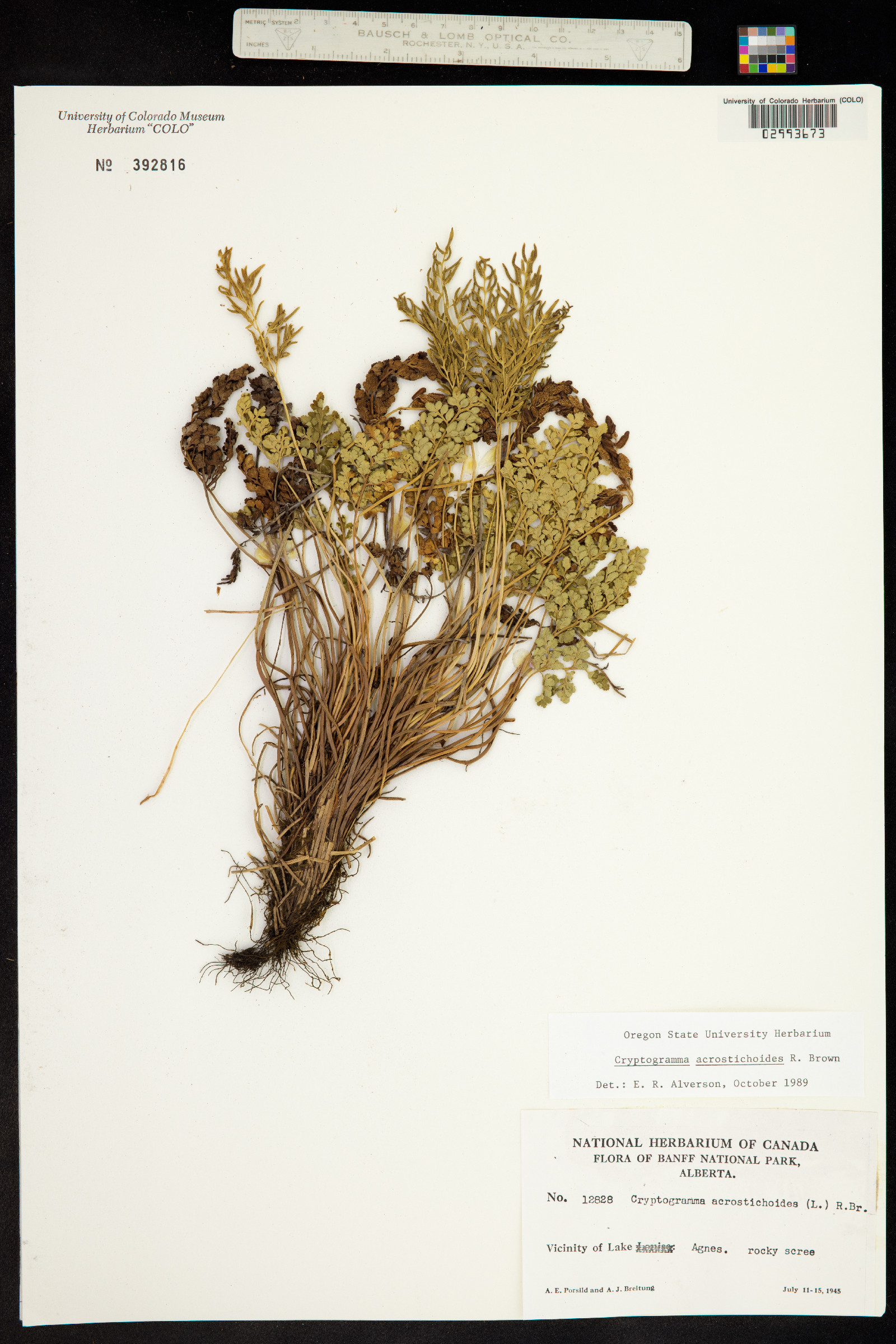 Cryptogramma acrostichoides image