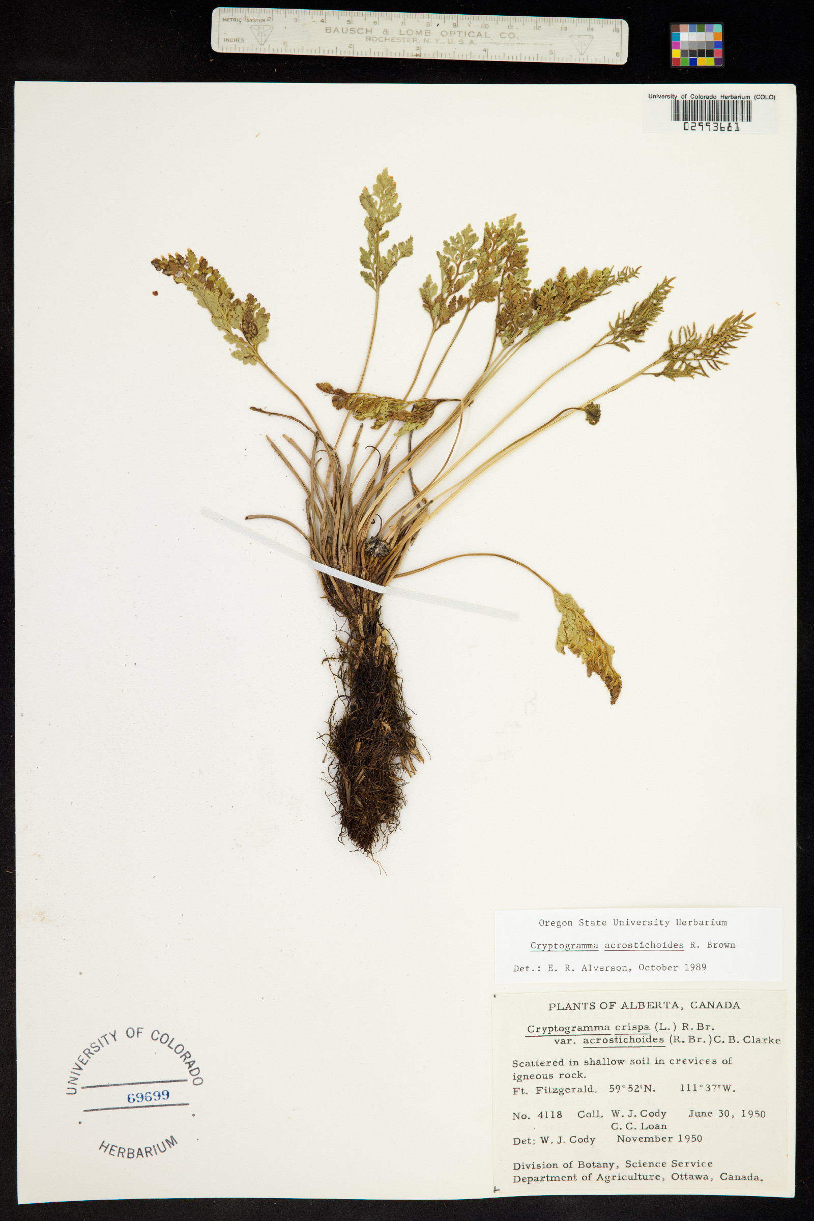 Cryptogramma acrostichoides image