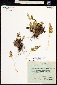 Cryptogramma acrostichoides image