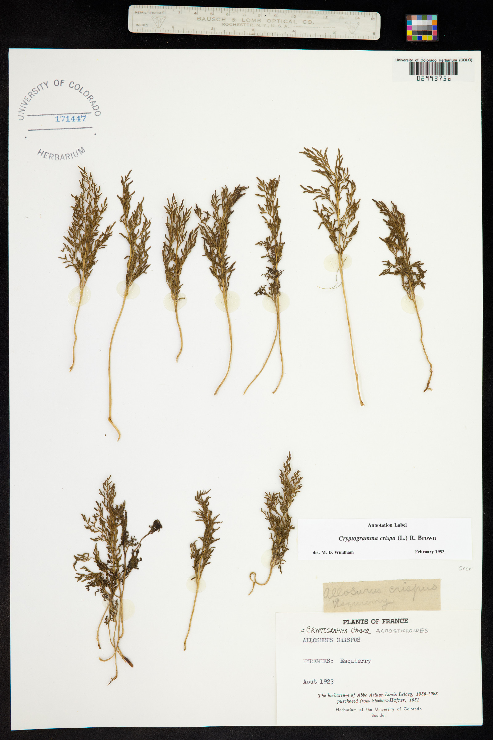 Cryptogramma crispa image