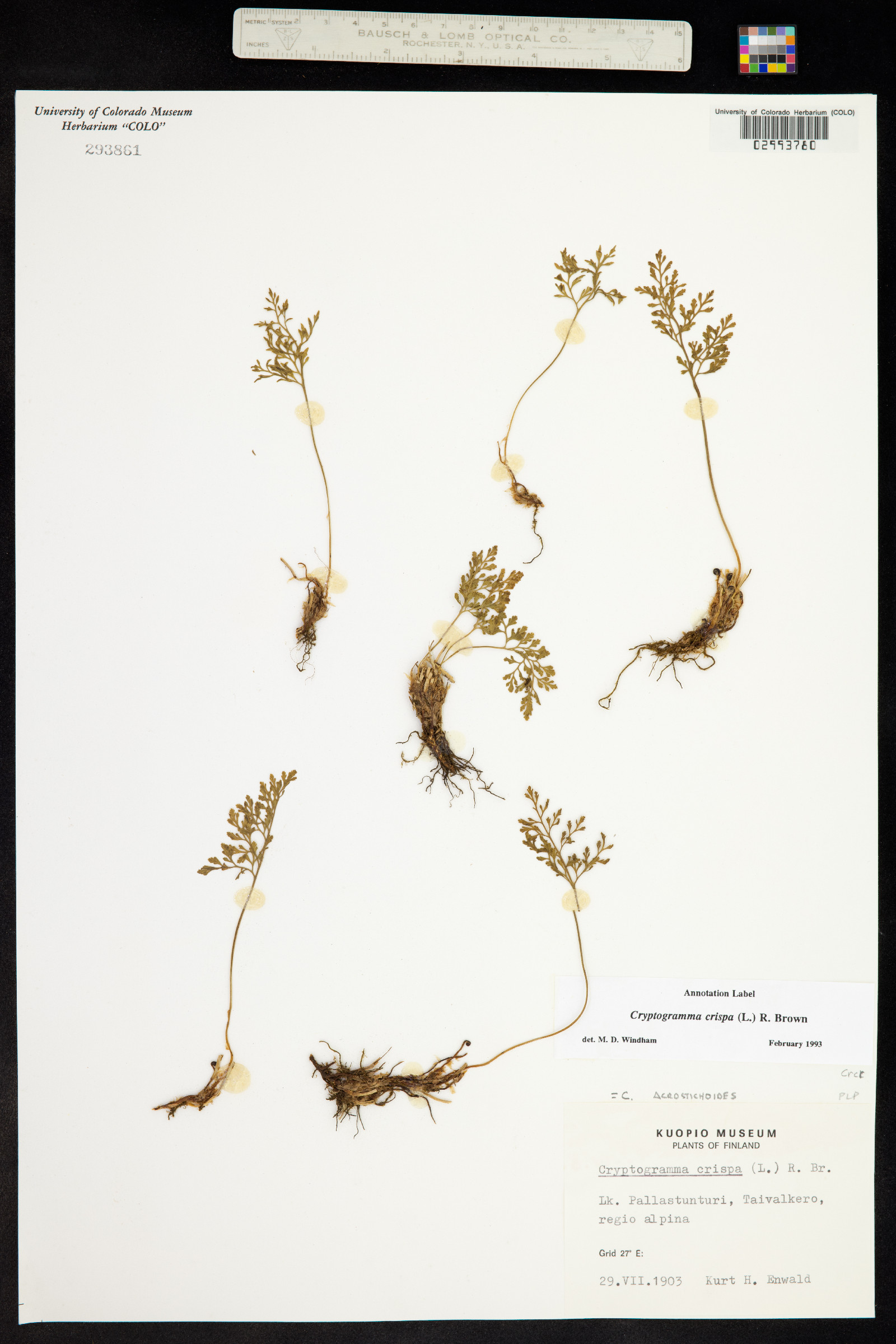 Cryptogramma crispa image