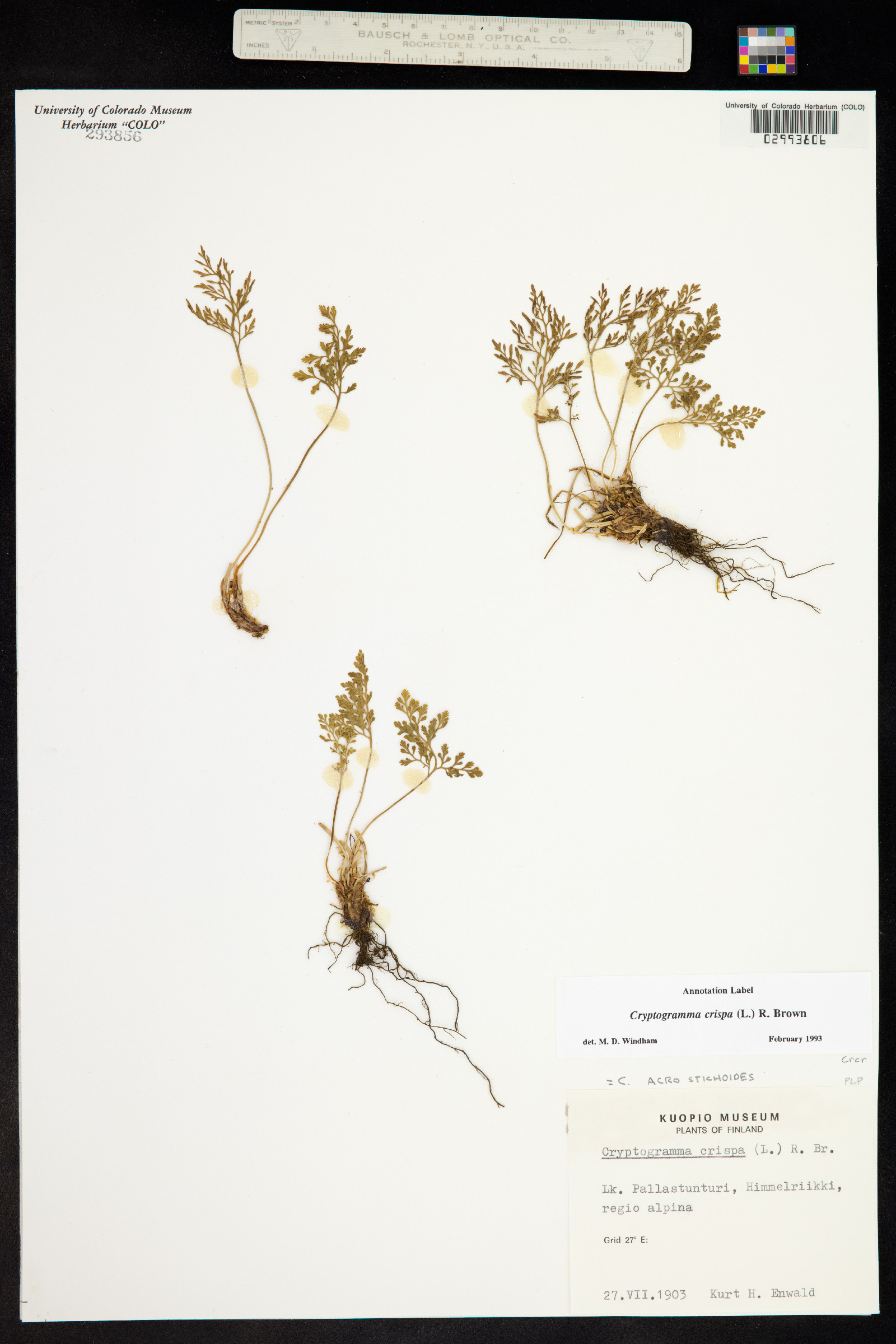 Cryptogramma crispa image