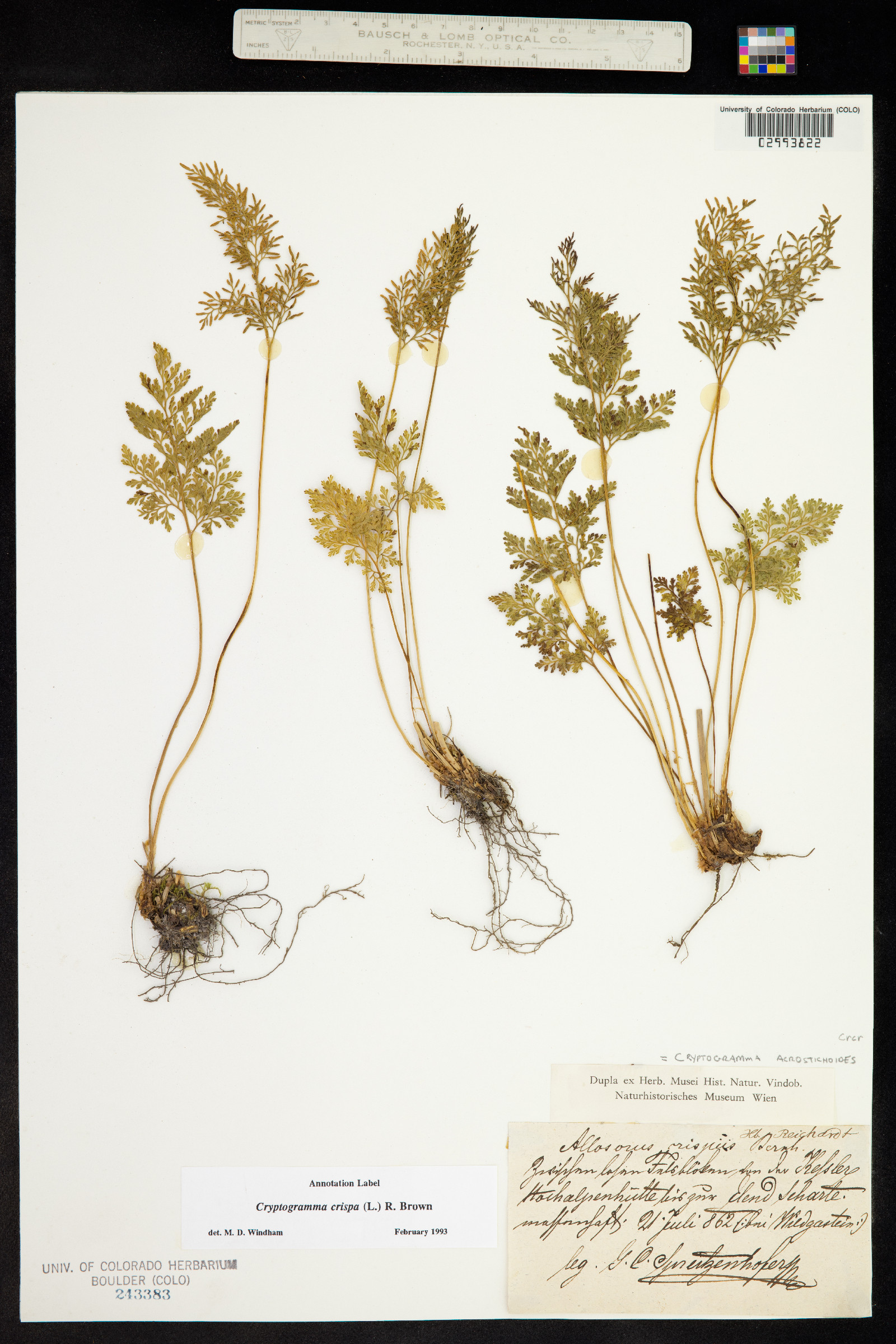 Cryptogramma crispa image