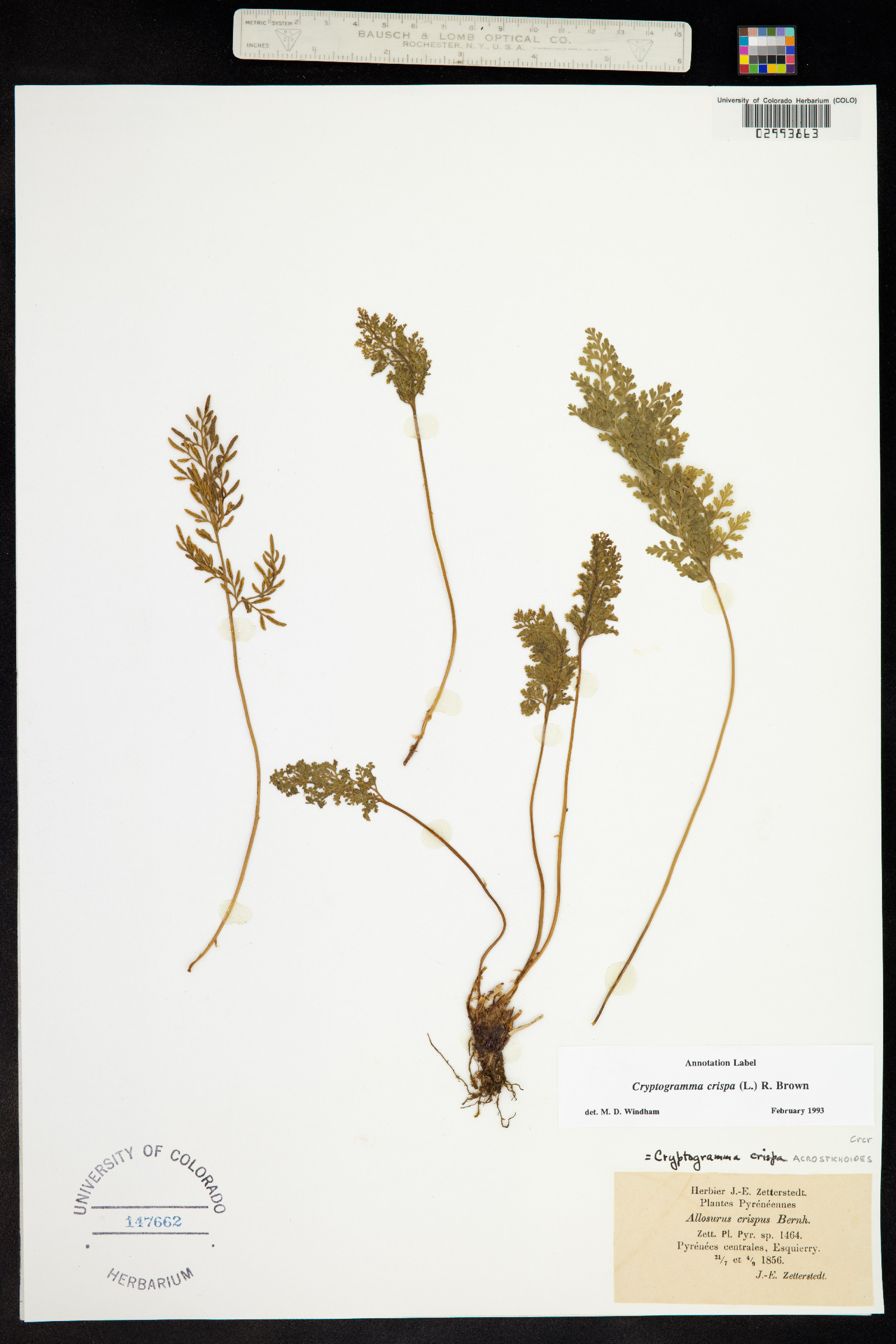 Cryptogramma crispa image