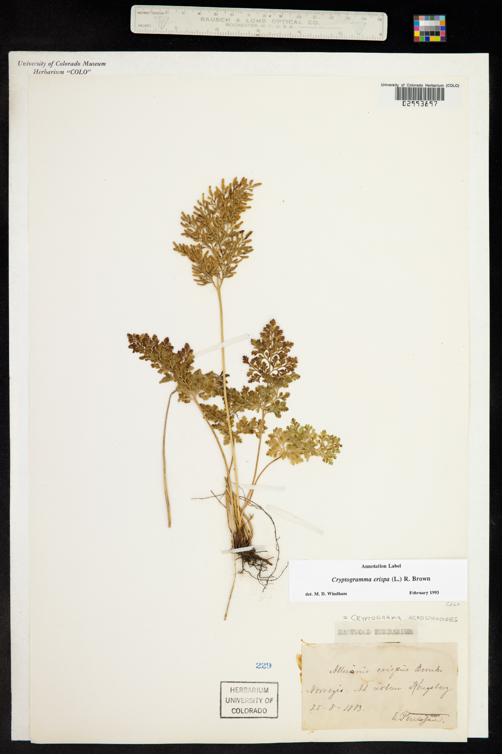 Cryptogramma crispa image