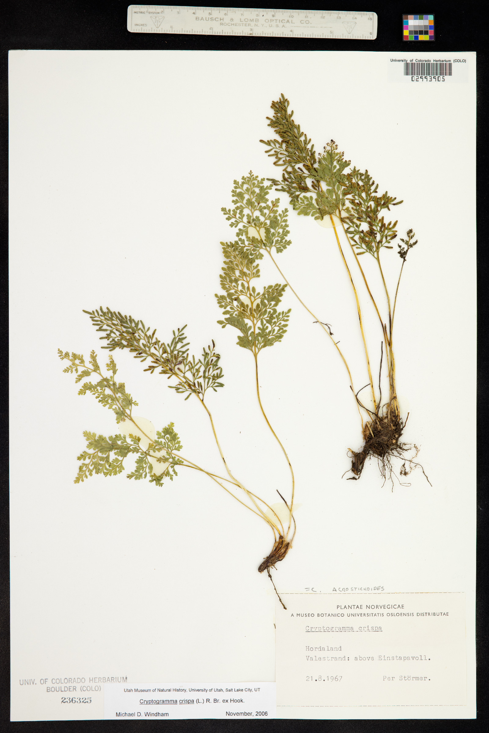 Cryptogramma crispa image