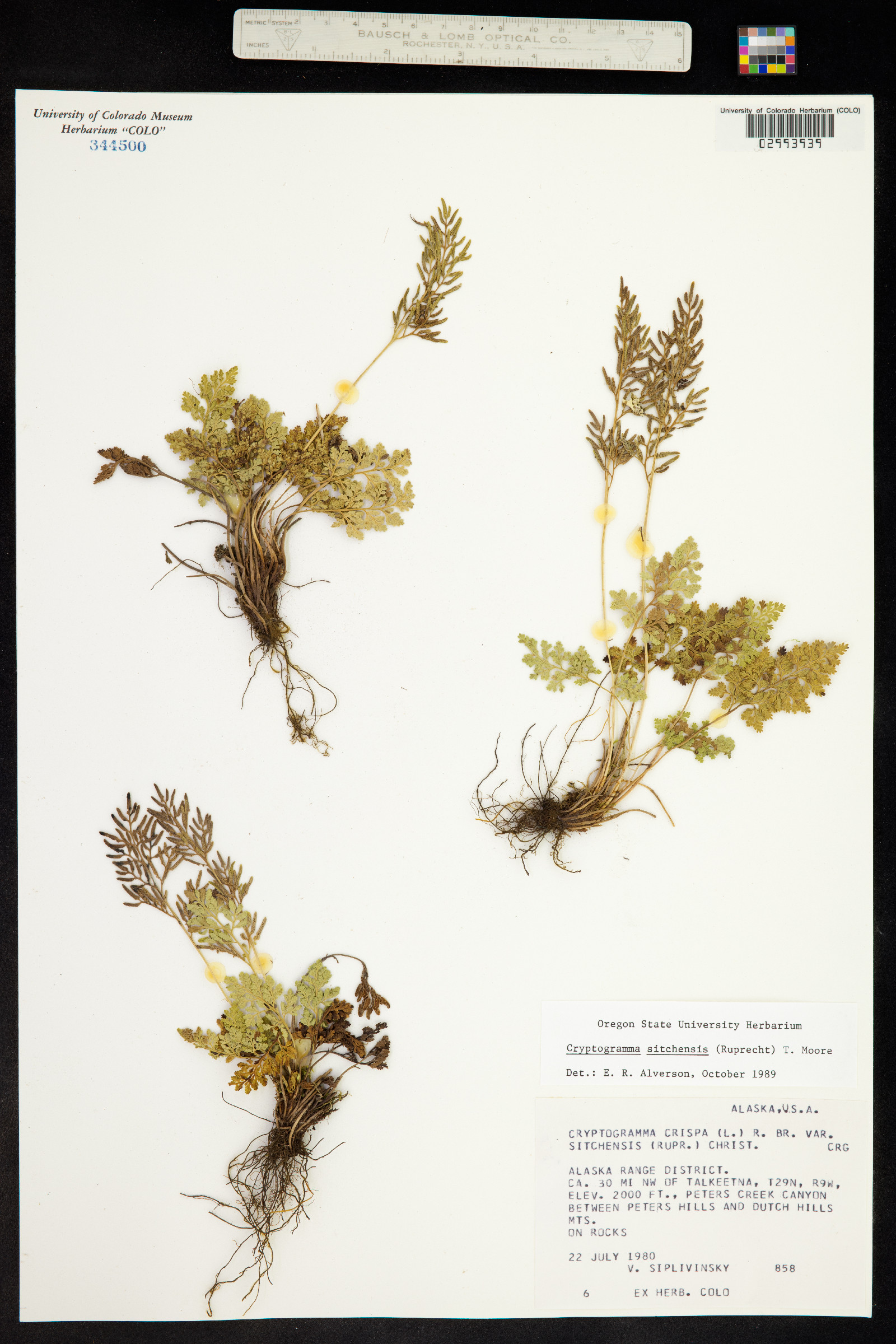 Cryptogramma sitchensis image