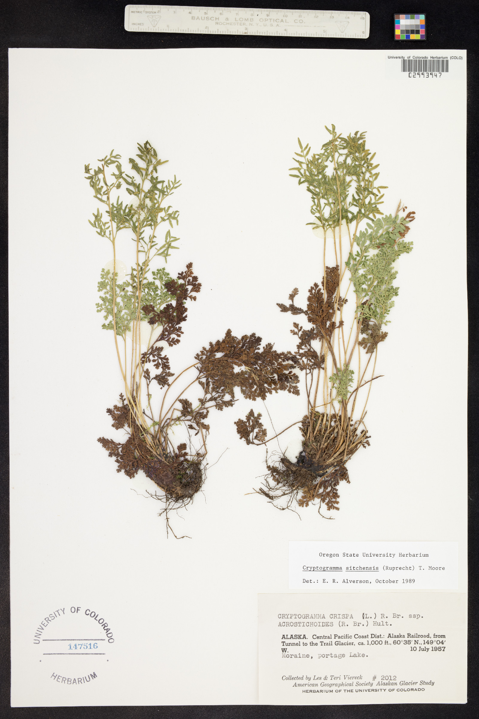 Cryptogramma sitchensis image