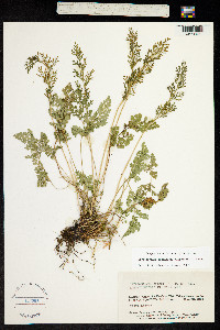 Image of Cryptogramma sitchensis