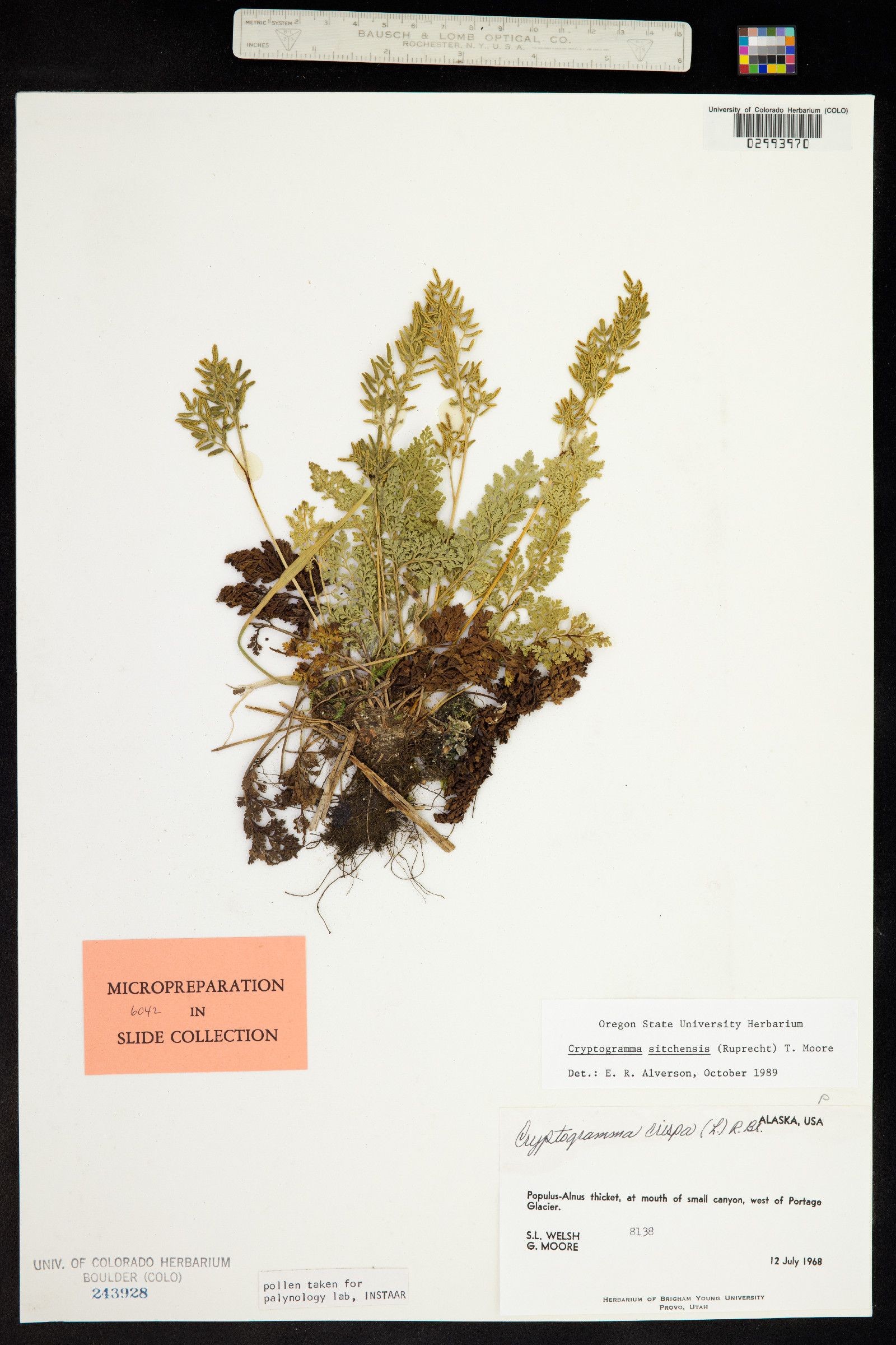 Cryptogramma sitchensis image