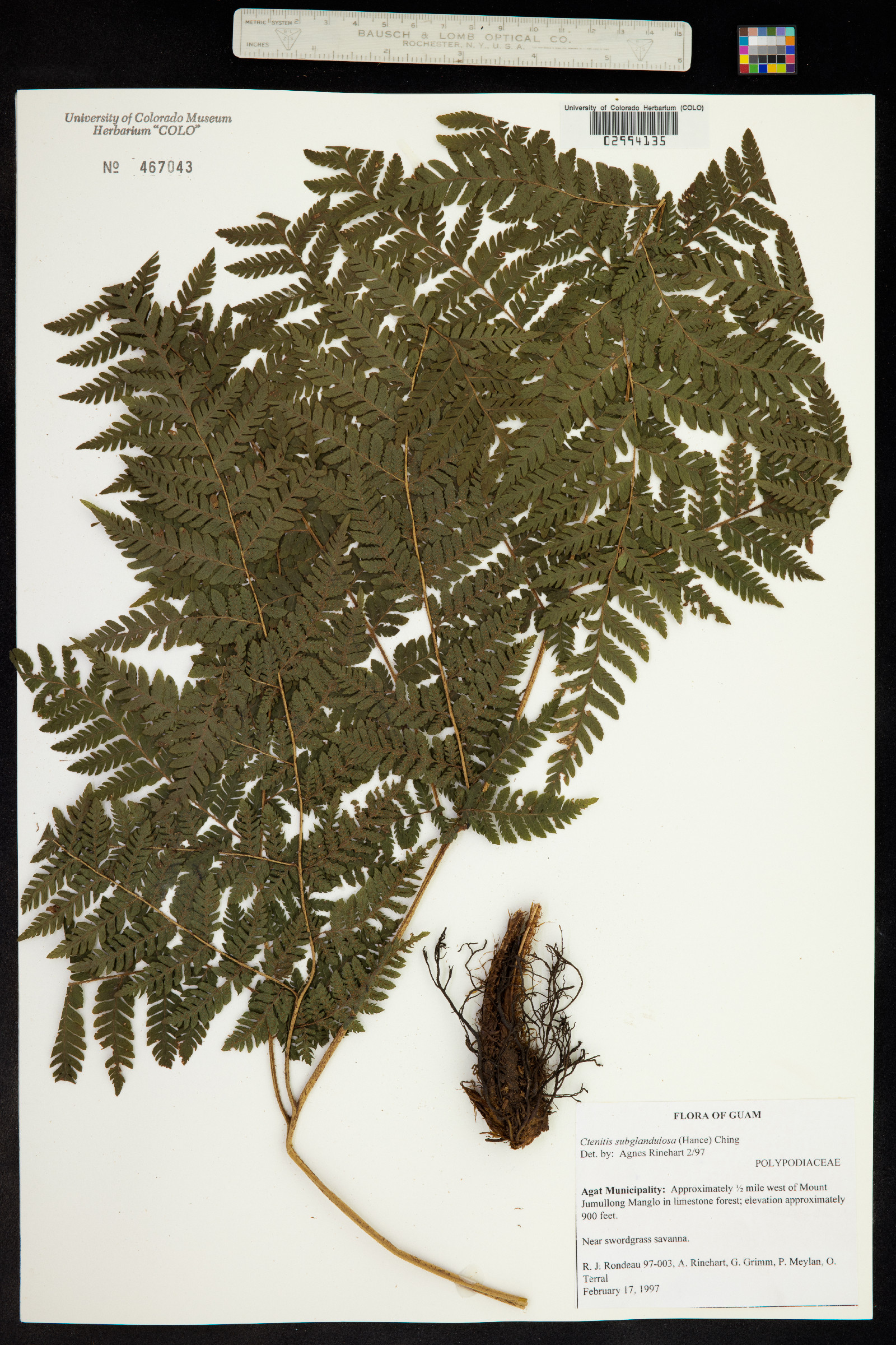 Tectariaceae image