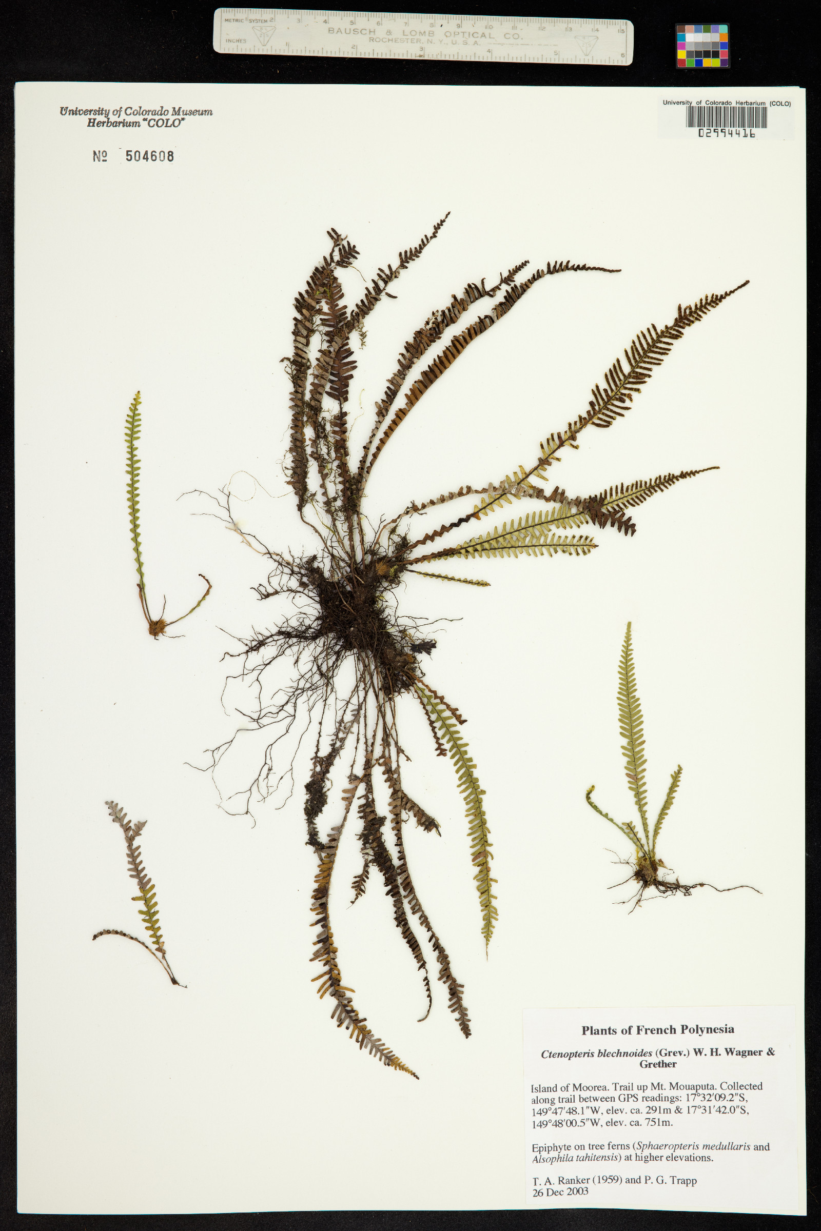 Ctenopteris blechnoides image