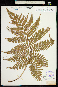 Image of Cyathea australis