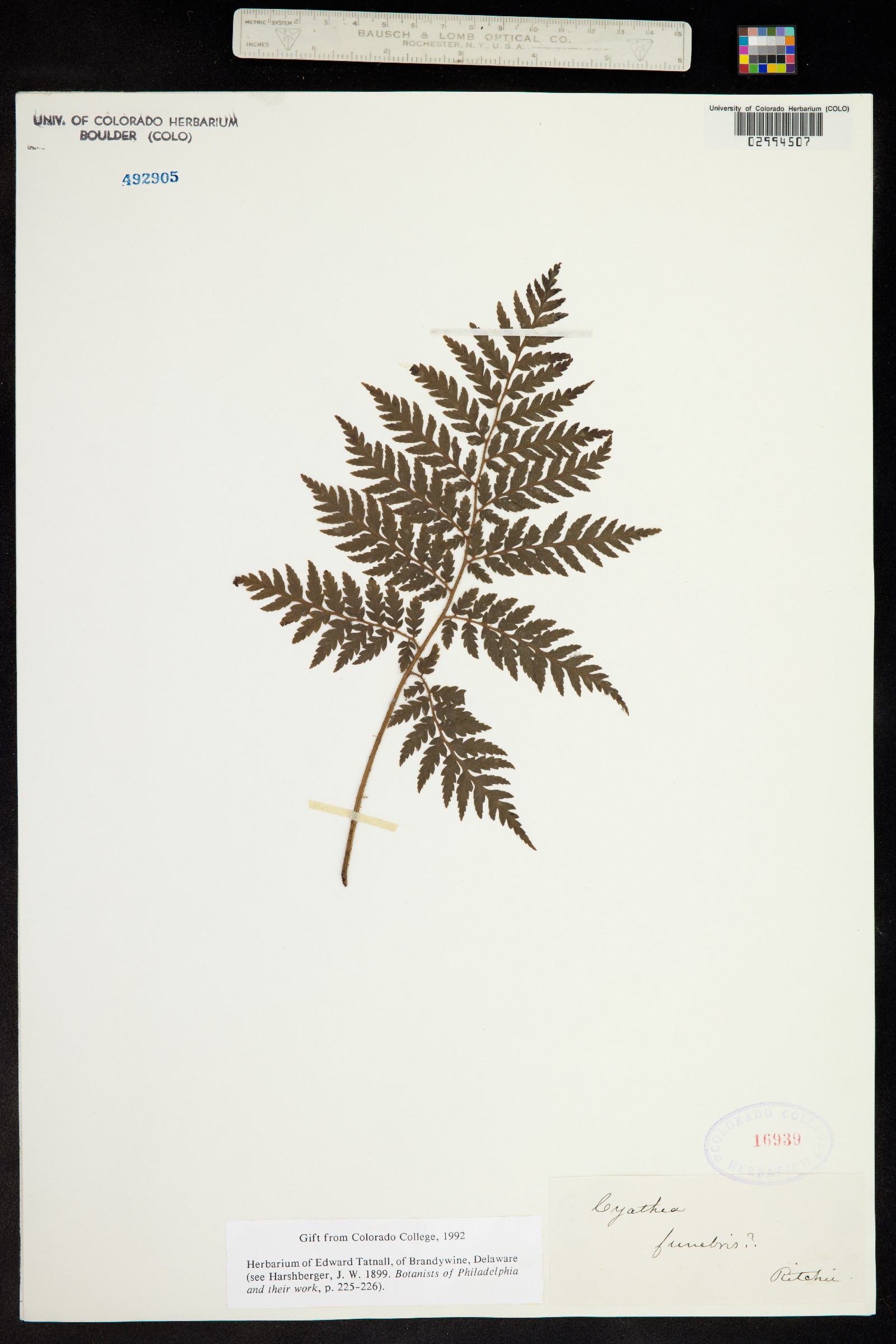 Cyathea australis image