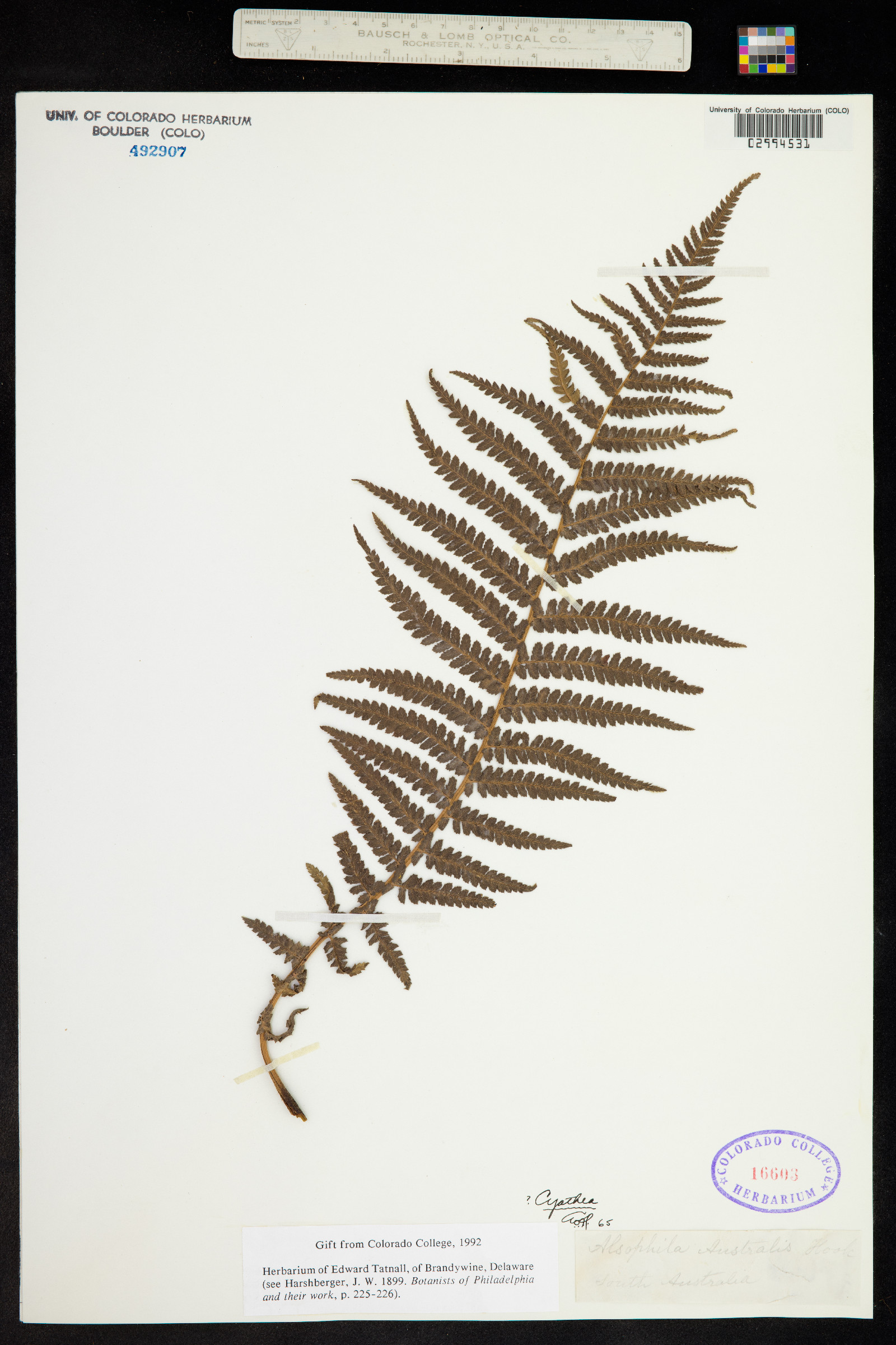 Cyathea image