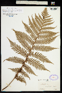 Cyathea australis image