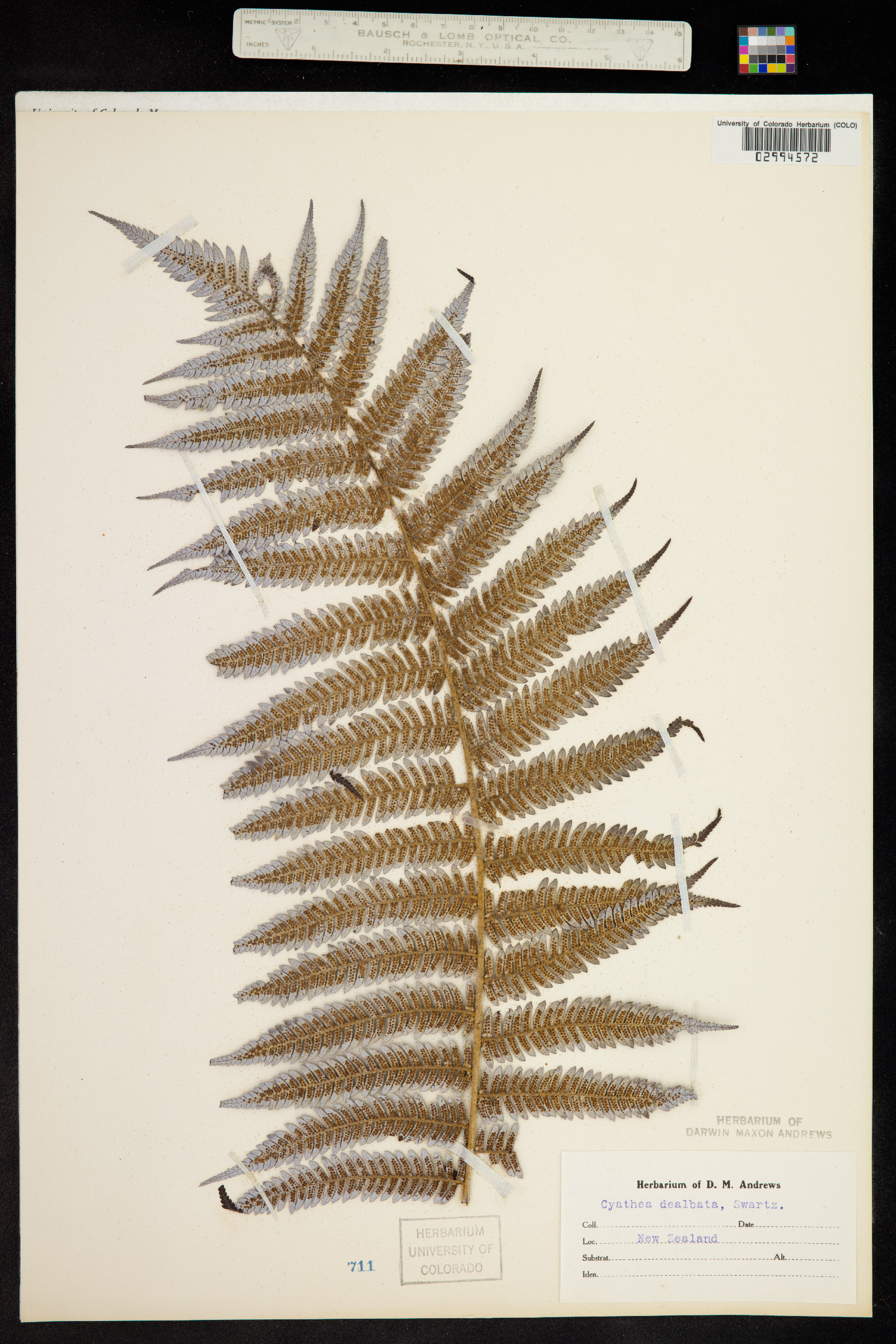 Cyathea dealbata image