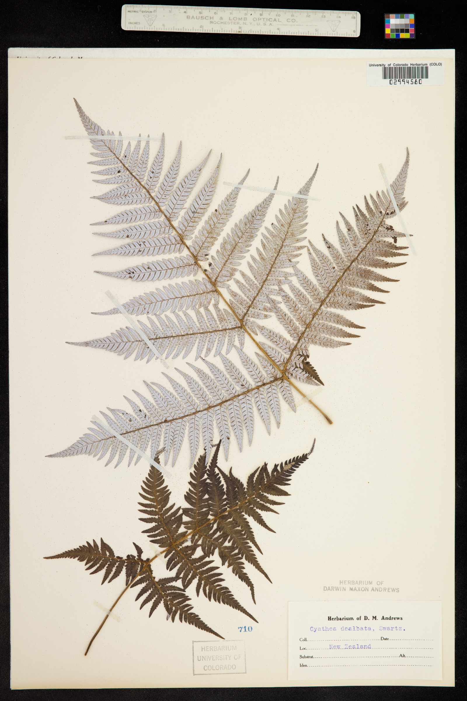 Cyathea image