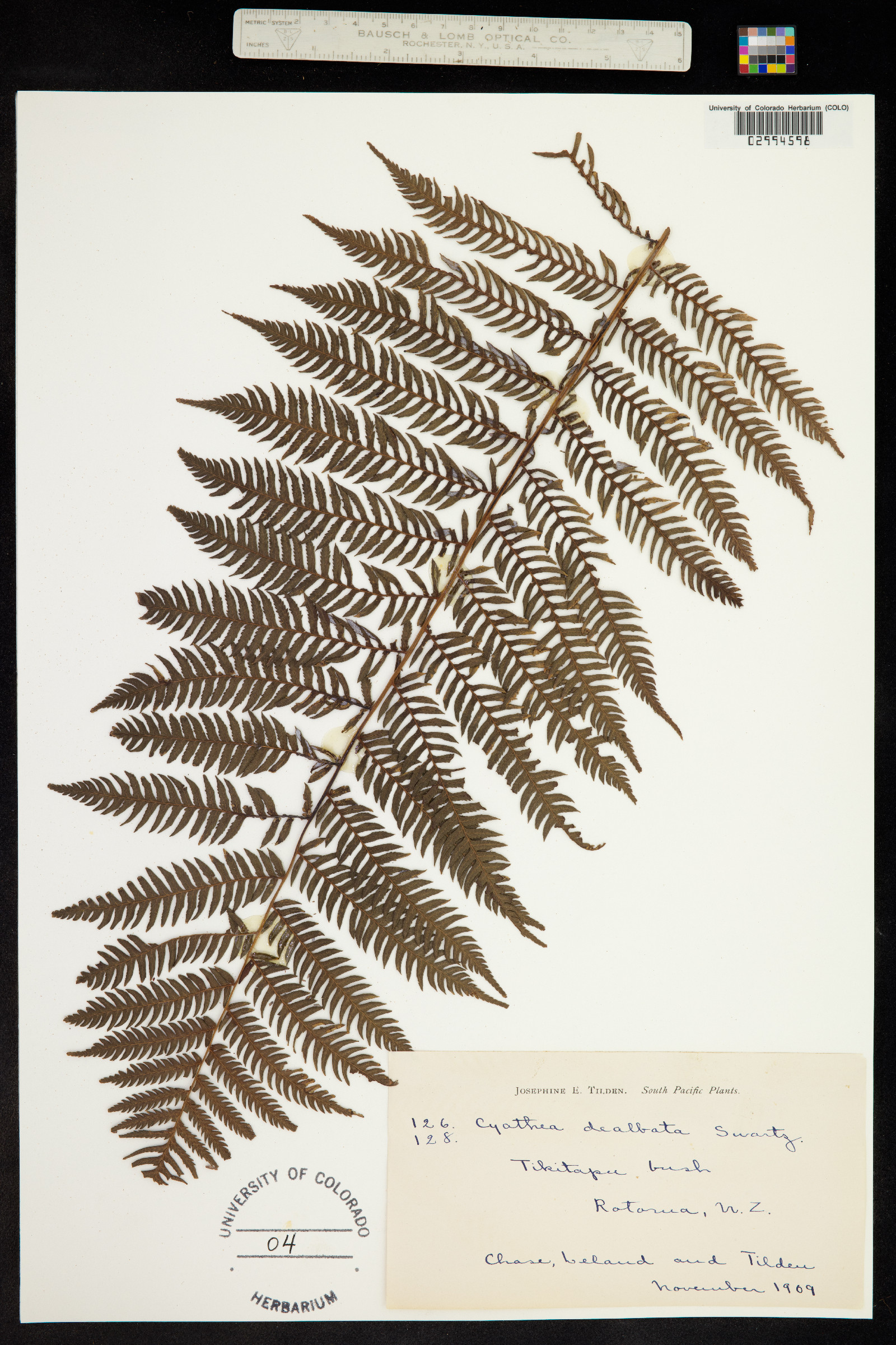 Cyathea dealbata image