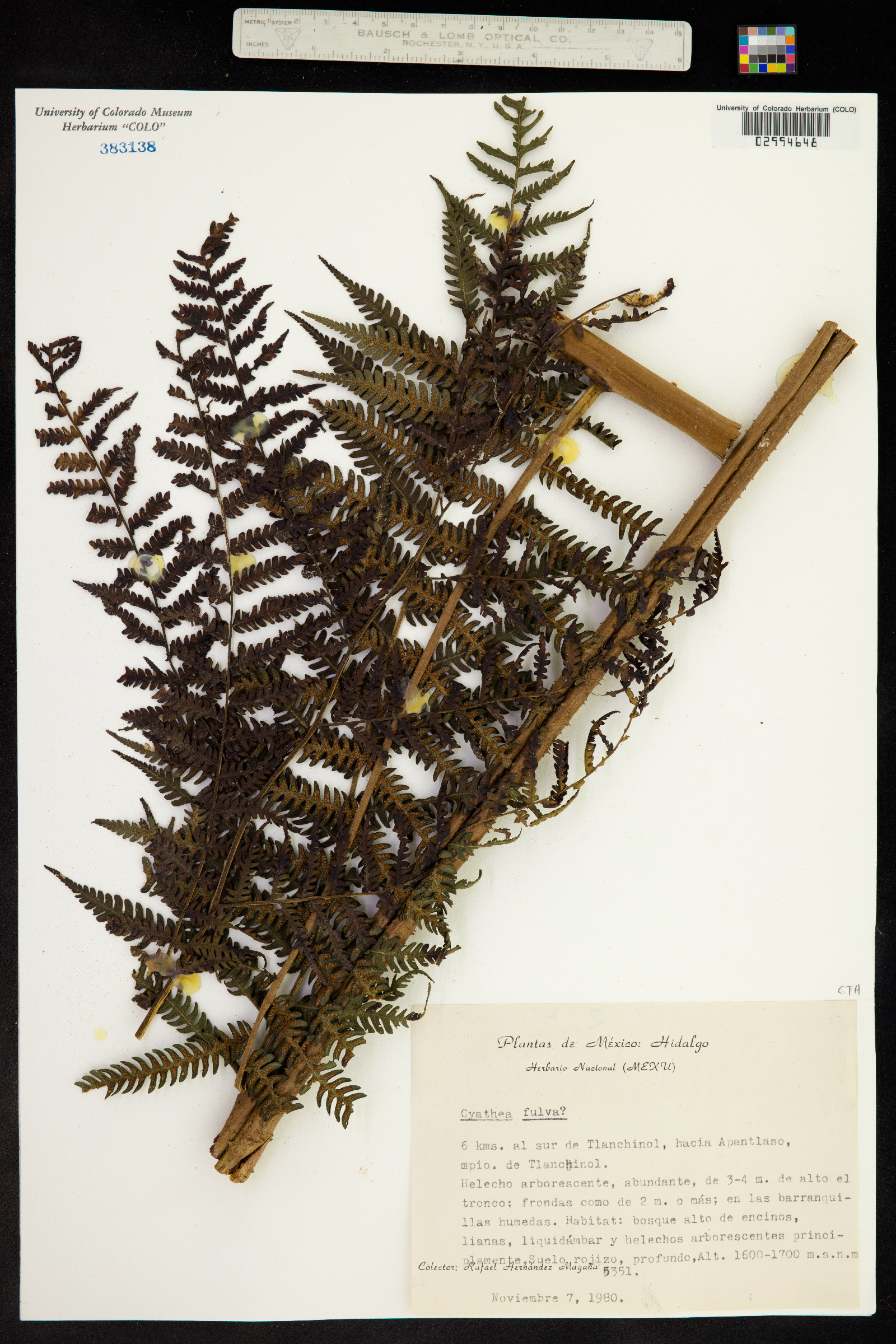 Cyathea image