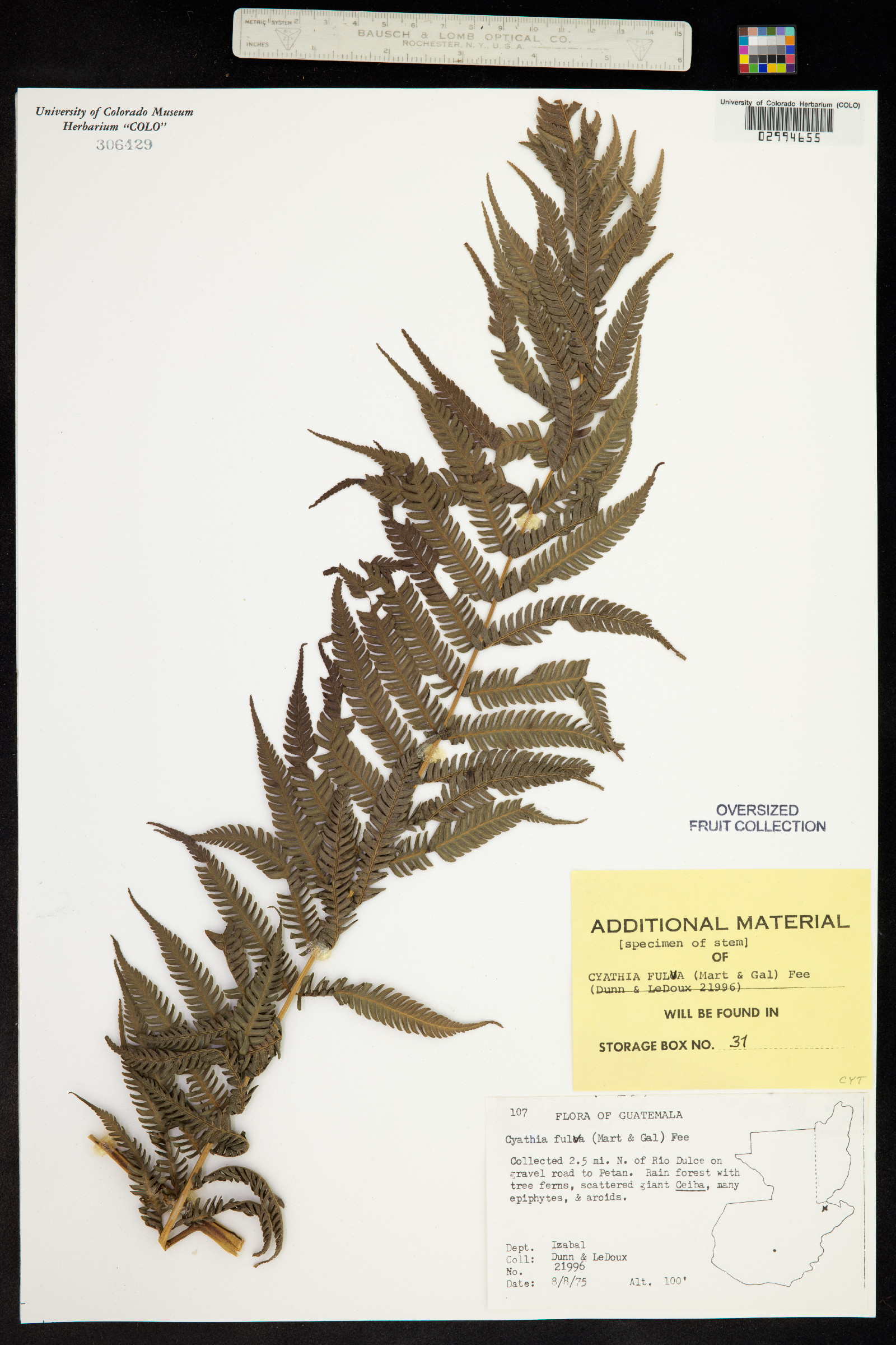 Cyathea fulva image