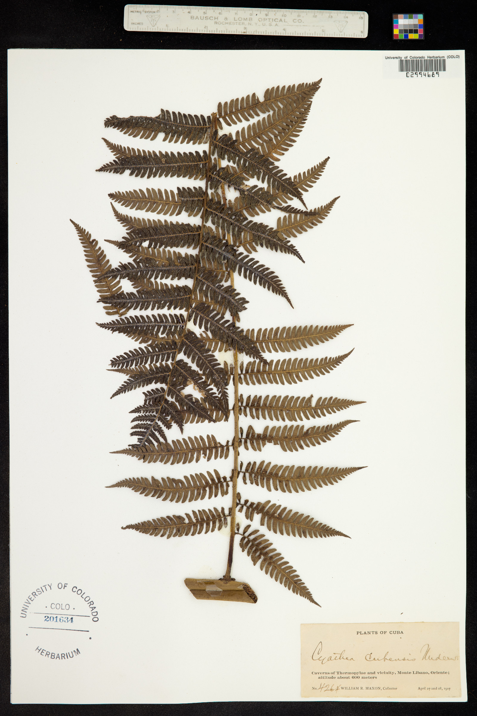 Cyathea cubensis image