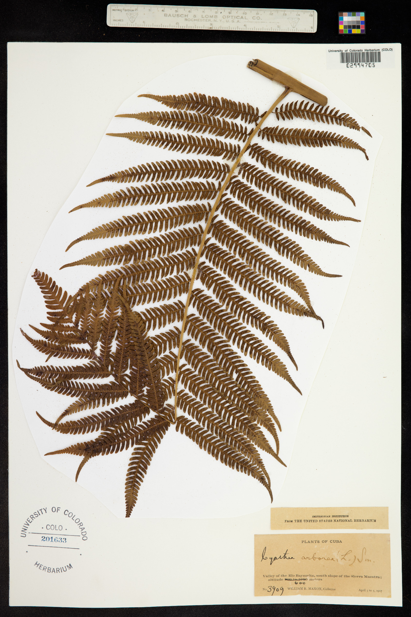 Cyathea arborea image