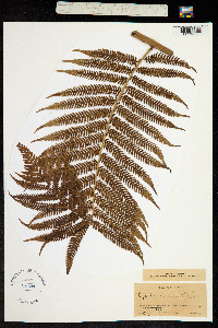 Image of Cyathea arborea