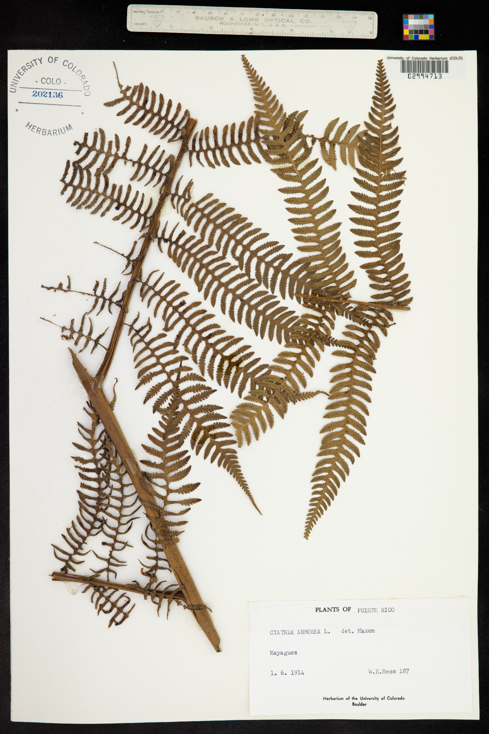 Cyathea arborea image