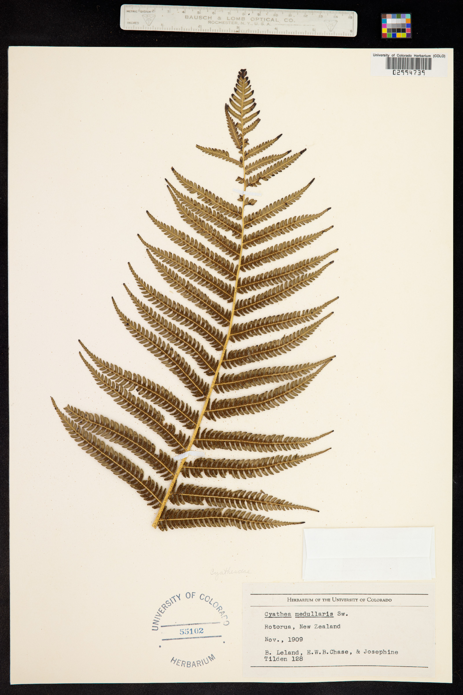 Cyathea image